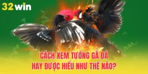 cach-xem-tuong-ga-da-hay-duoc-hieu-nhu-the-nao