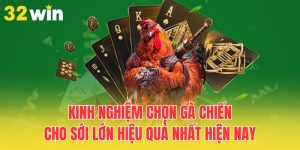 kinh nghiem chon ga chien cho soi lon hieu qua nhat hien nay
