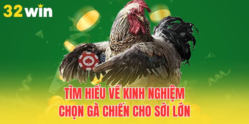 Kinh Nghiệm Chọn Gà Chiến Cho Sới Lớn Hiệu Quả 1 tim-hieu-ve-kinh-nghiem-chon-ga-chien-cho-soi-lon