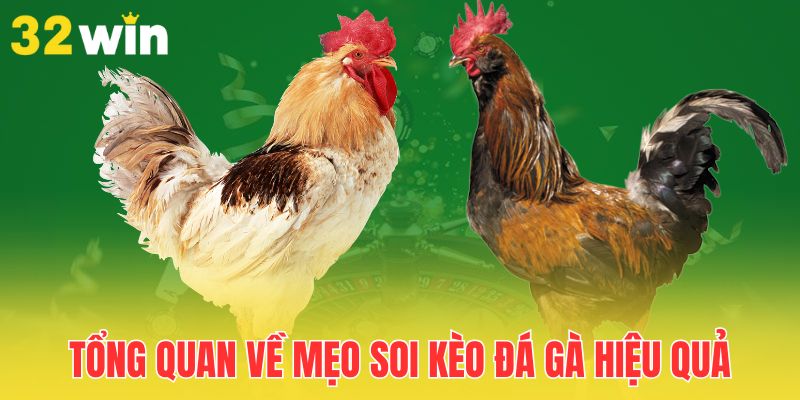 Mẹo Soi Kèo Đá Gà Hiệu Quả Giúp Người Chơi Luôn Thắng Cược 1 tong-quan-ve-meo-soi-keo-da-ga-hieu-qua