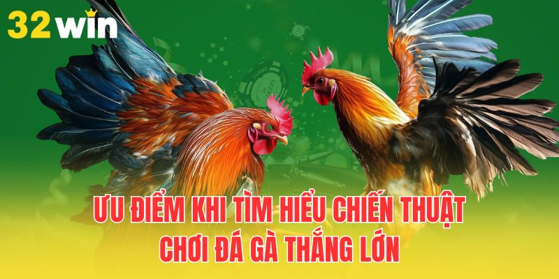 Chiến Thuật Chơi Đá Gà Thắng Lớn Cho Mọi Hội Viên 1 uu-diem-khi-tim-hieu-chien-thuat-choi-da-ga-thang-lon